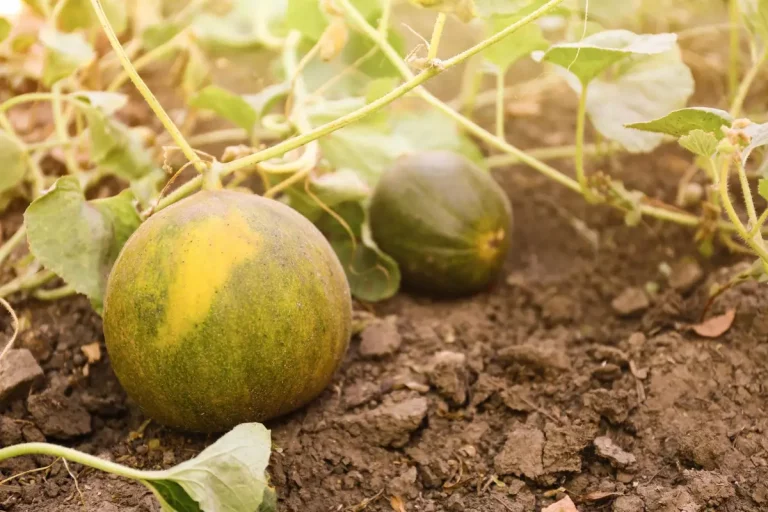 melon seedlings potager
