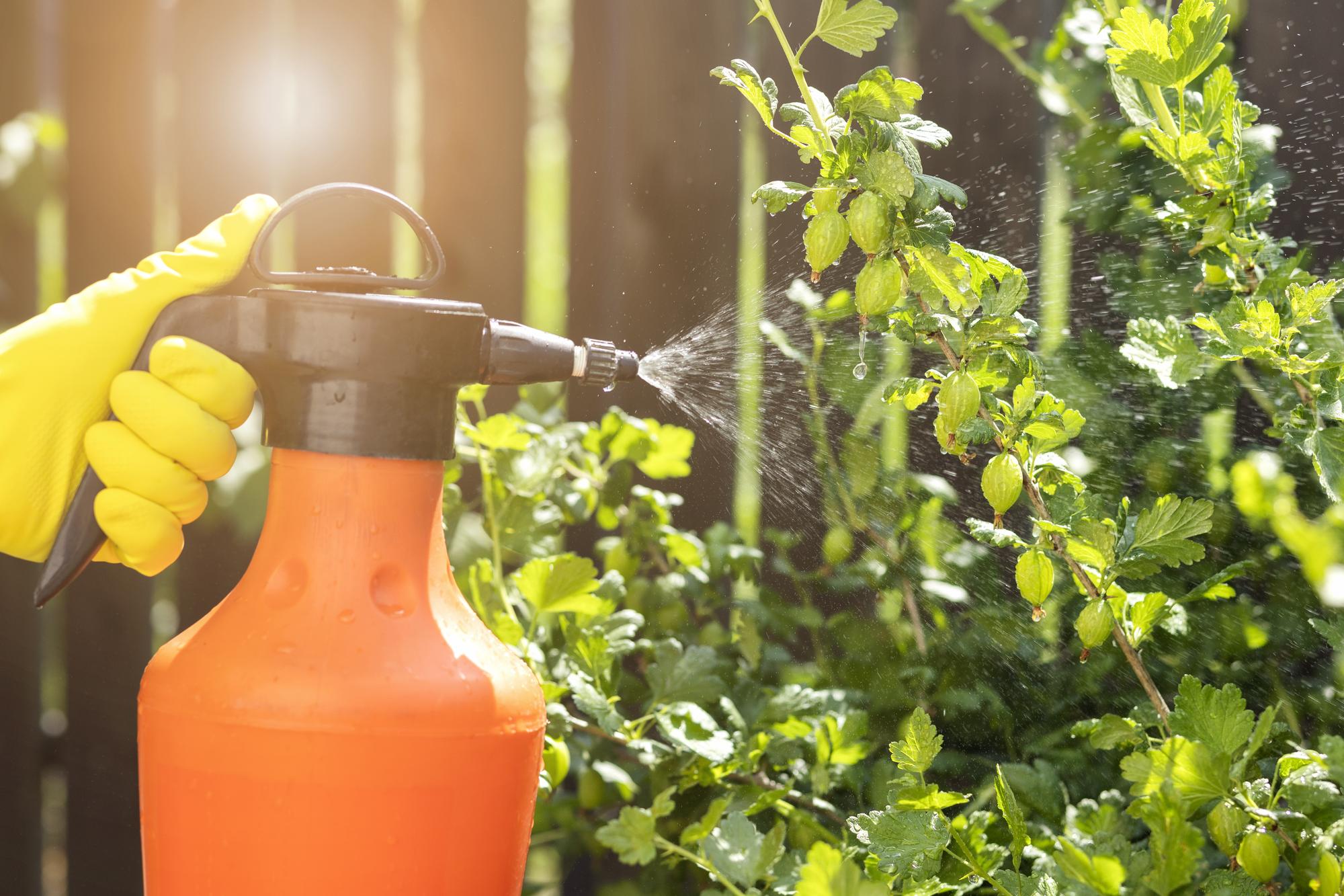 Comment se débarrasser des insectes dans le jardin sans pénaliser les auxiliaires&nbsp;?