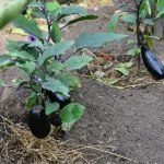 plantation aubergine potager