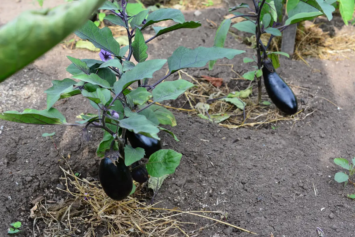 plantation aubergine potager
