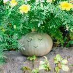 potager lune mai