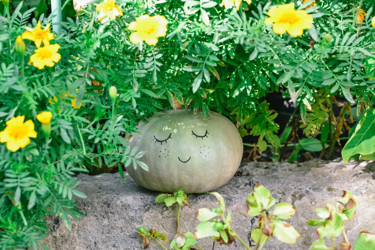 potager lune mai