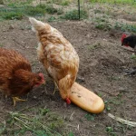 poules mangeant pain