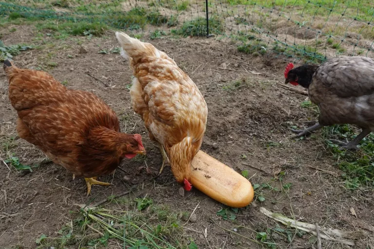 poules mangeant pain
