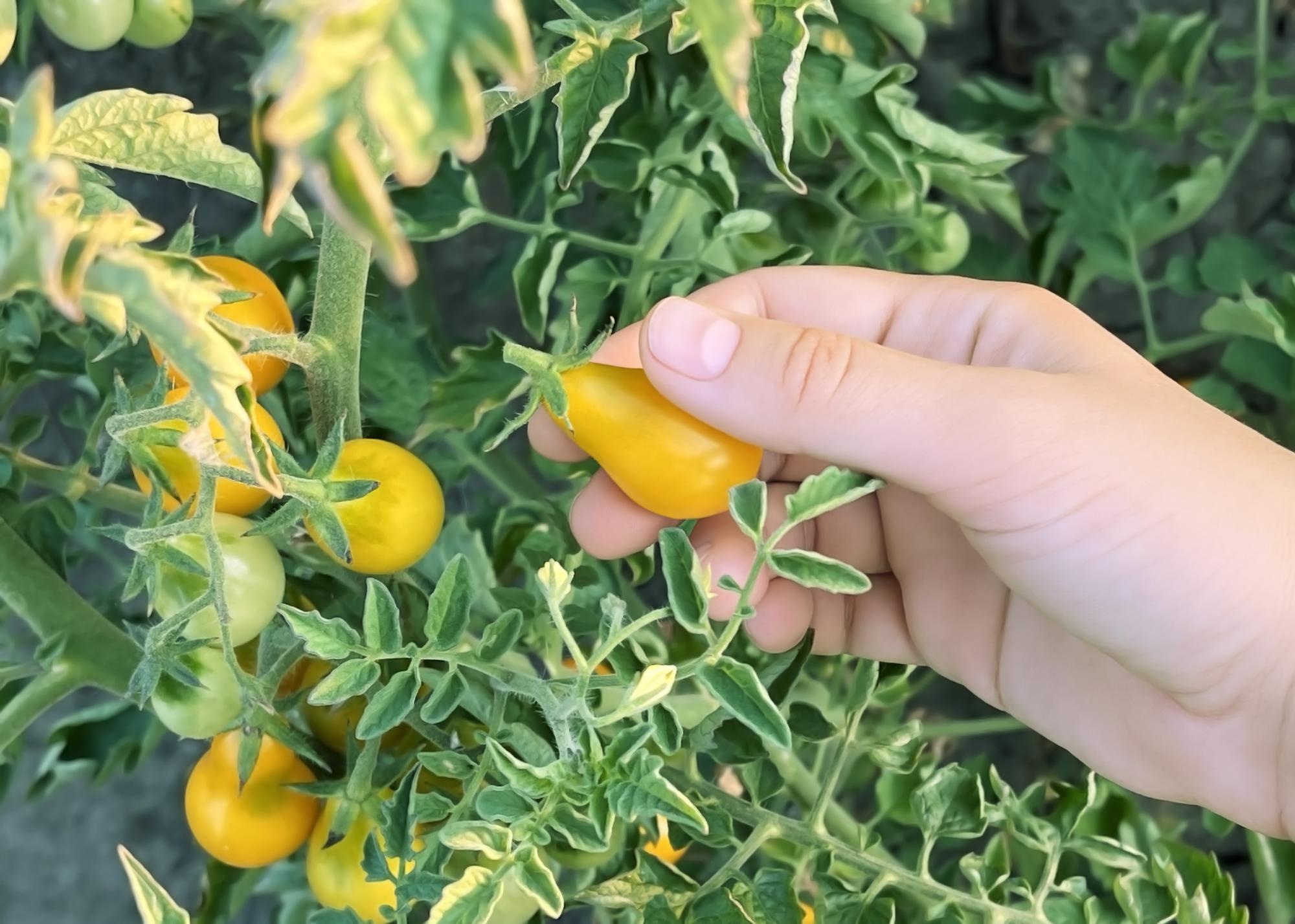Comment prévenir le jaunissement la saison prochaine ?