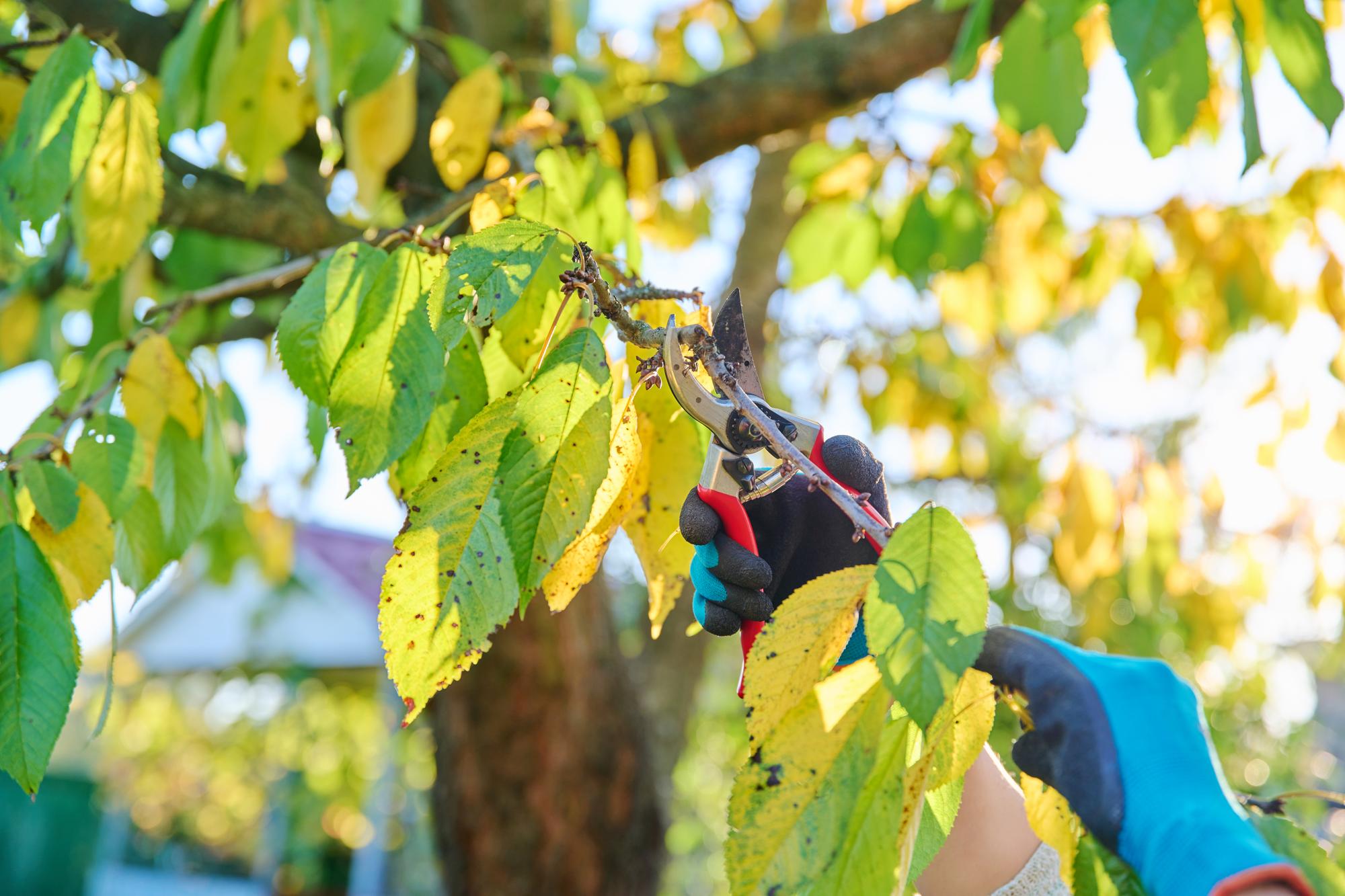 Taille et entretien : quand et comment tailler un merisier à grappes ?