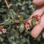 rhododendron disease symptoms