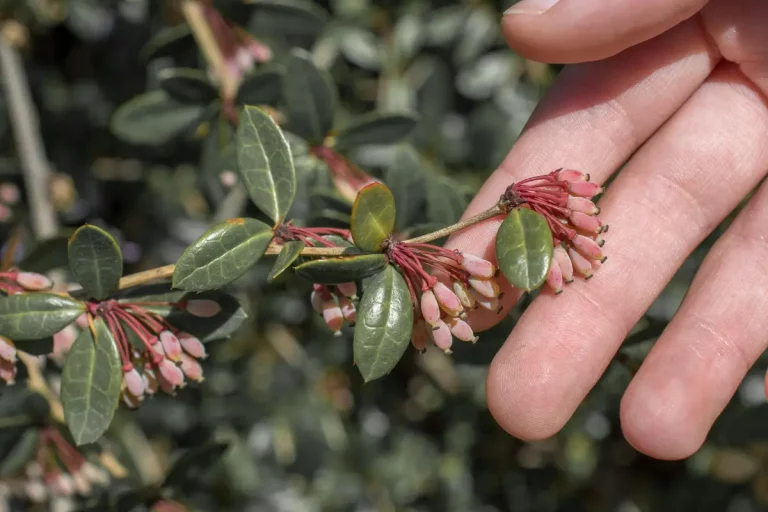 rhododendron disease symptoms
