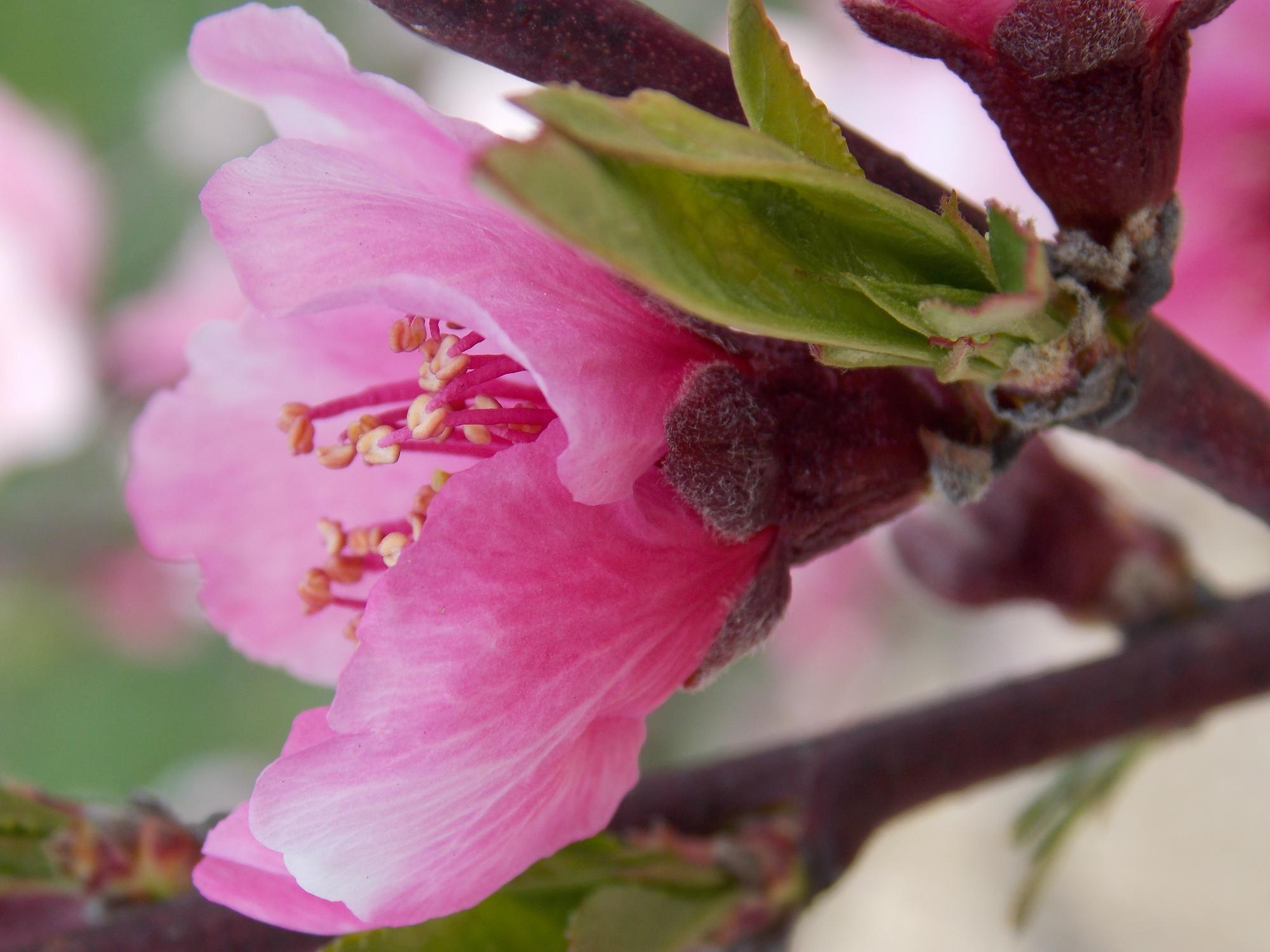 Otiorhynques, pucerons, tigre du rhododendron : les parasites les plus fréquents