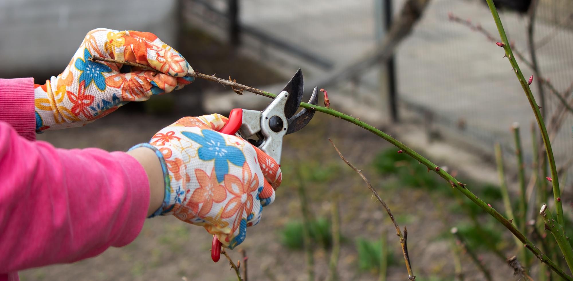 Quand tailler les rosiers exactement ?
