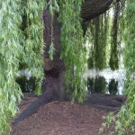 saule pleureur bouture