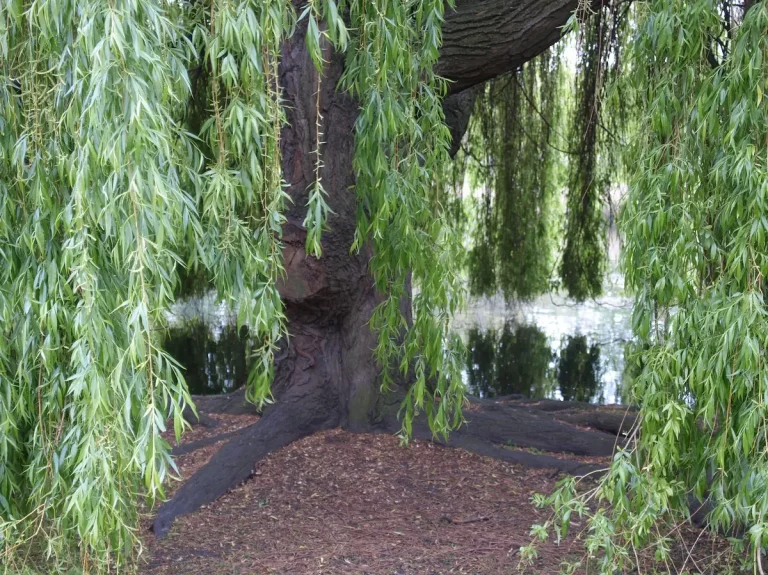 saule pleureur bouture