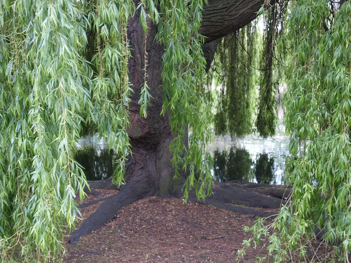 saule pleureur bouture