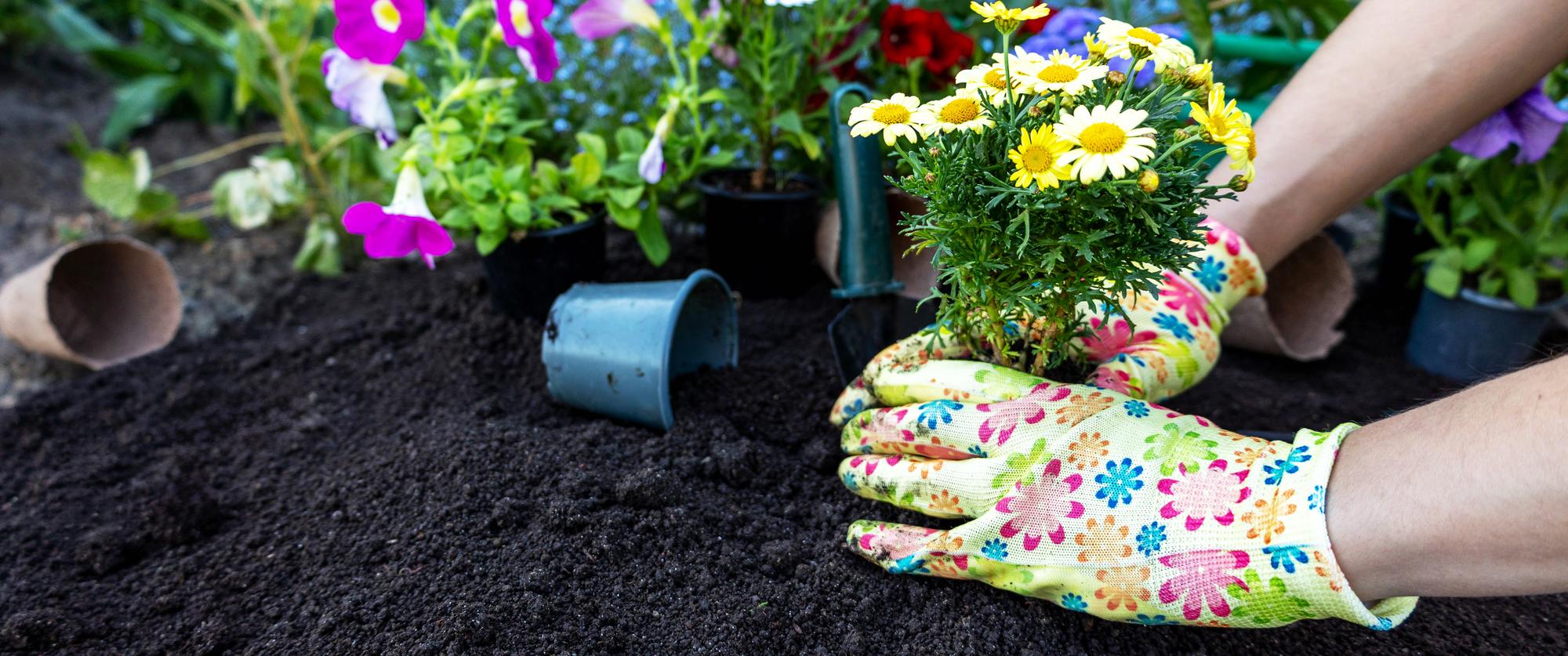 Quand semer les radis selon les saisons ?
