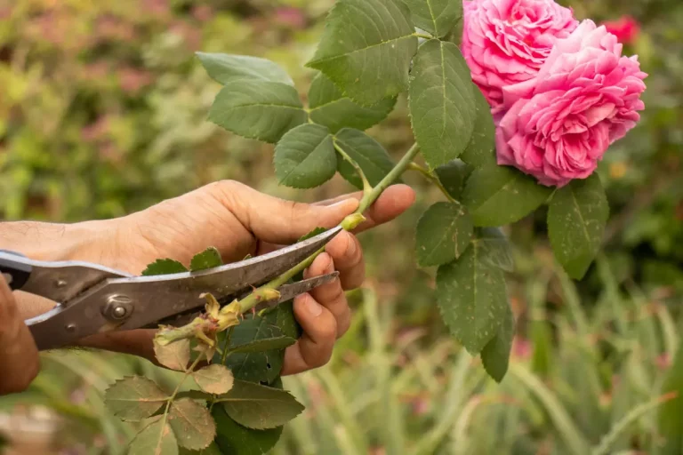 taille rosiers jardin