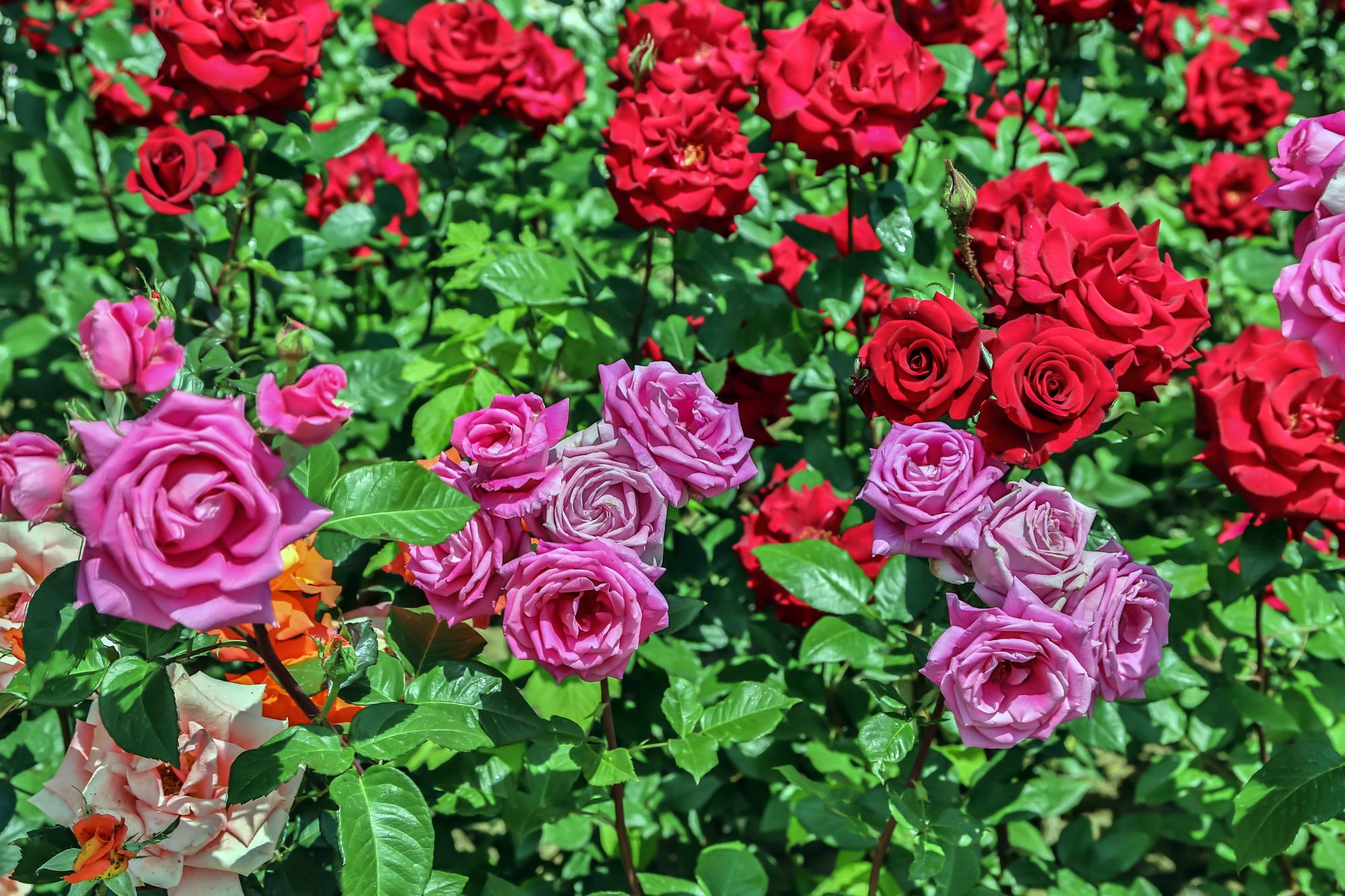 Quelles sortes de rosiers choisir selon l’usage ?
