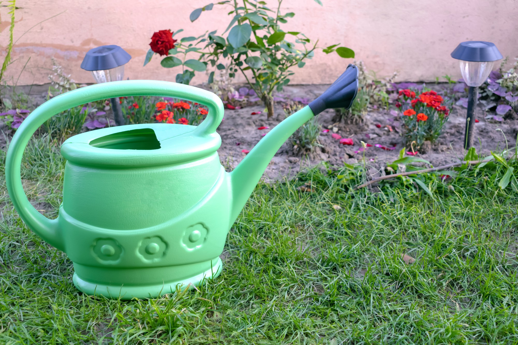 Comment arroser un framboisier en pot ?
