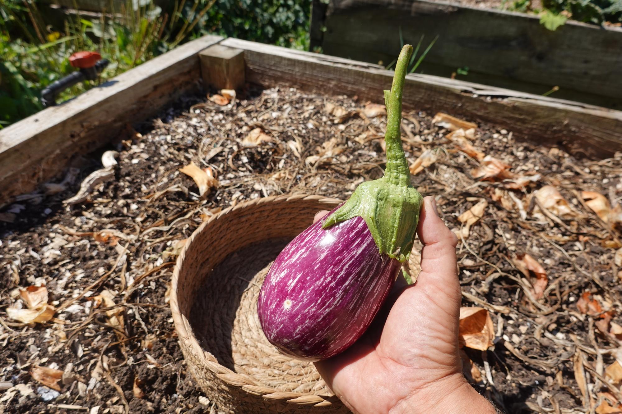 Entretenir ses aubergines pour une belle récolte