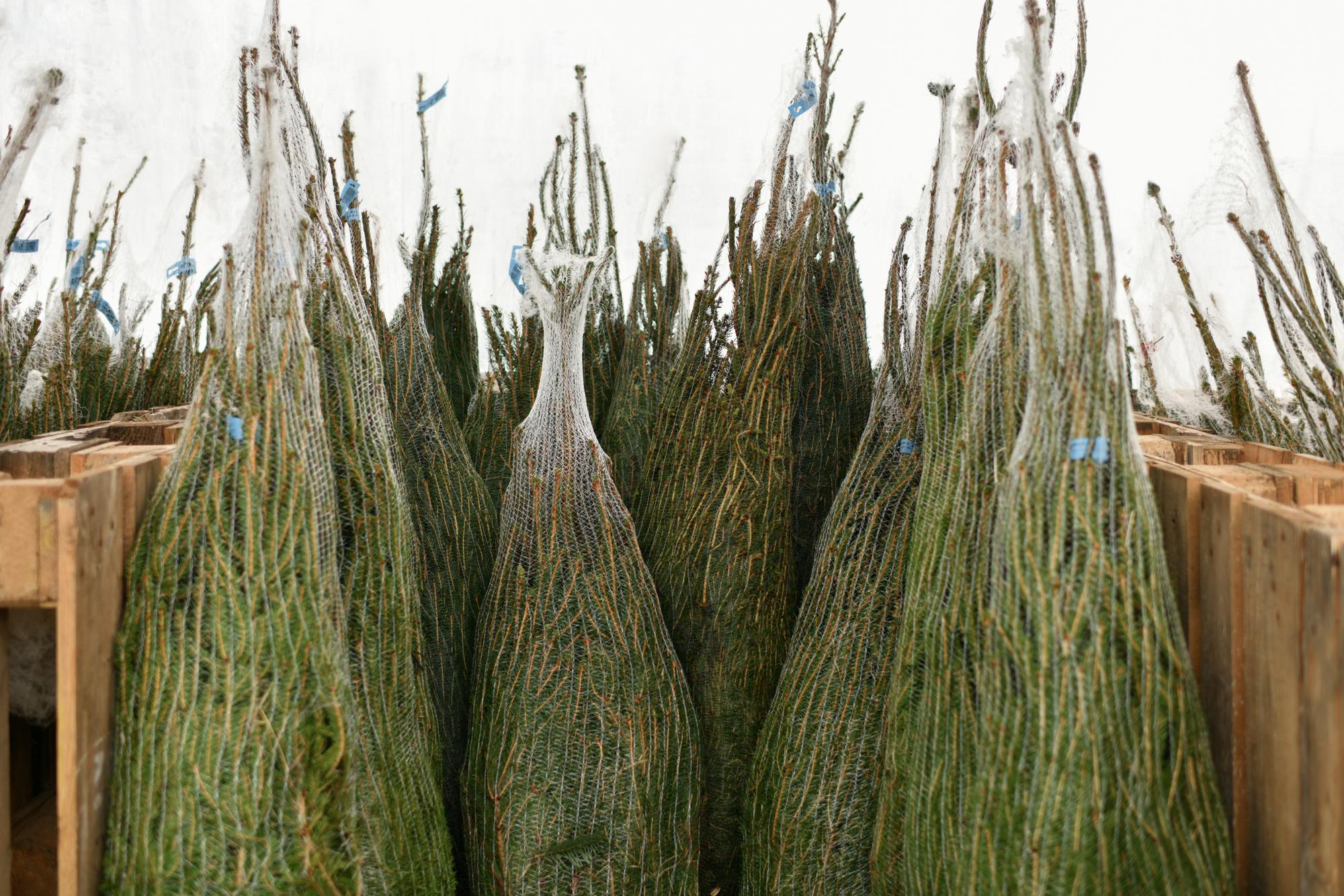Où trouver des saules pour bouturer ?