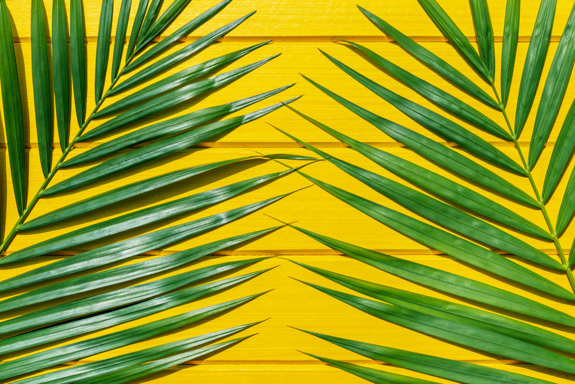 Pourquoi les feuilles du cycas jaunissent-elles ?