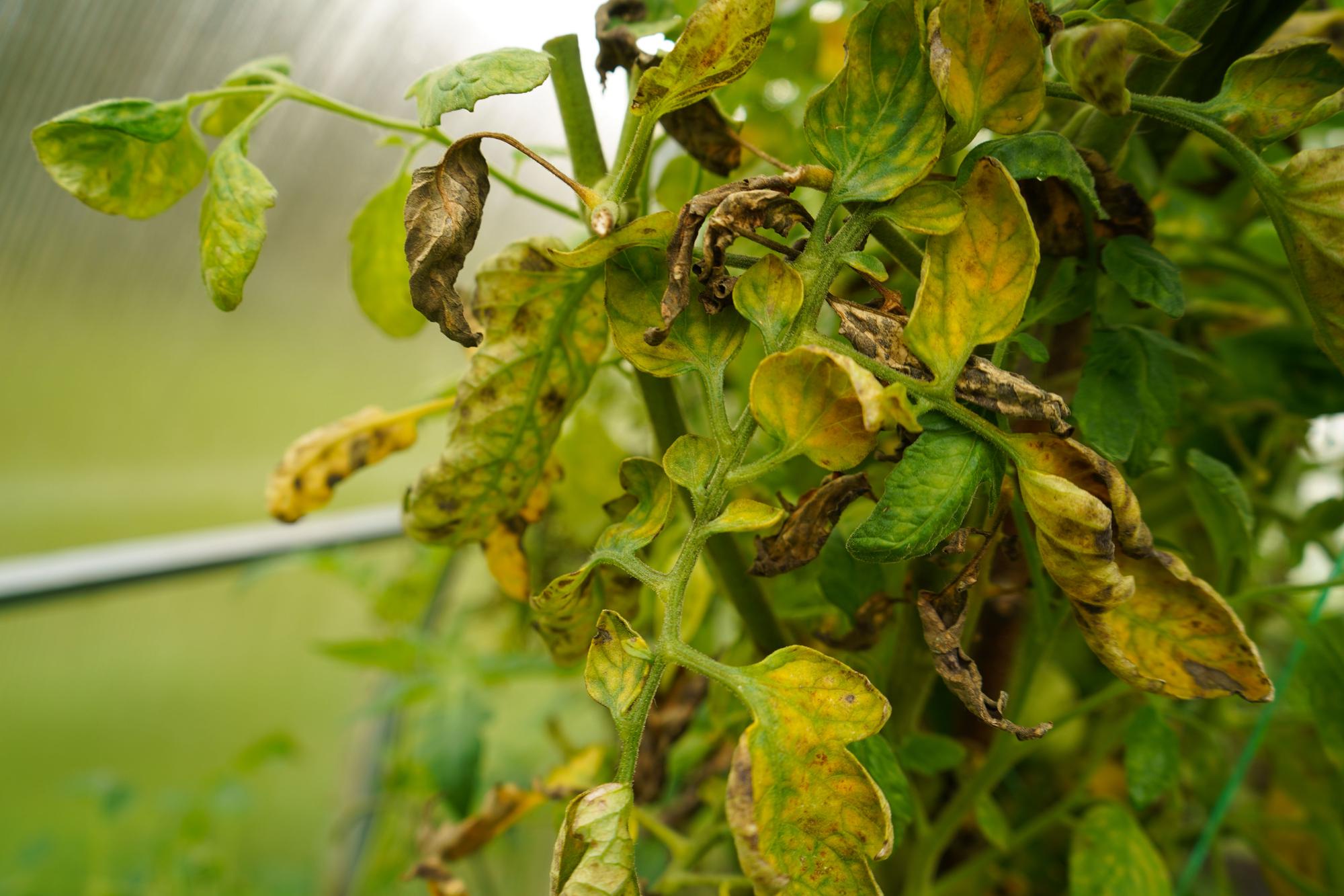 Pourquoi les feuilles de tomates jaunissent-elles ?